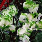 & White Cyclamen plant