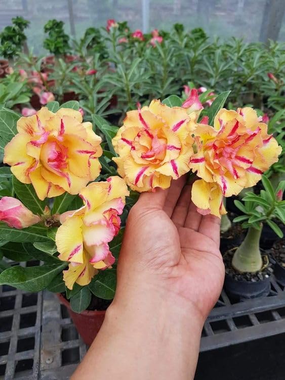 Red Light flower seeds