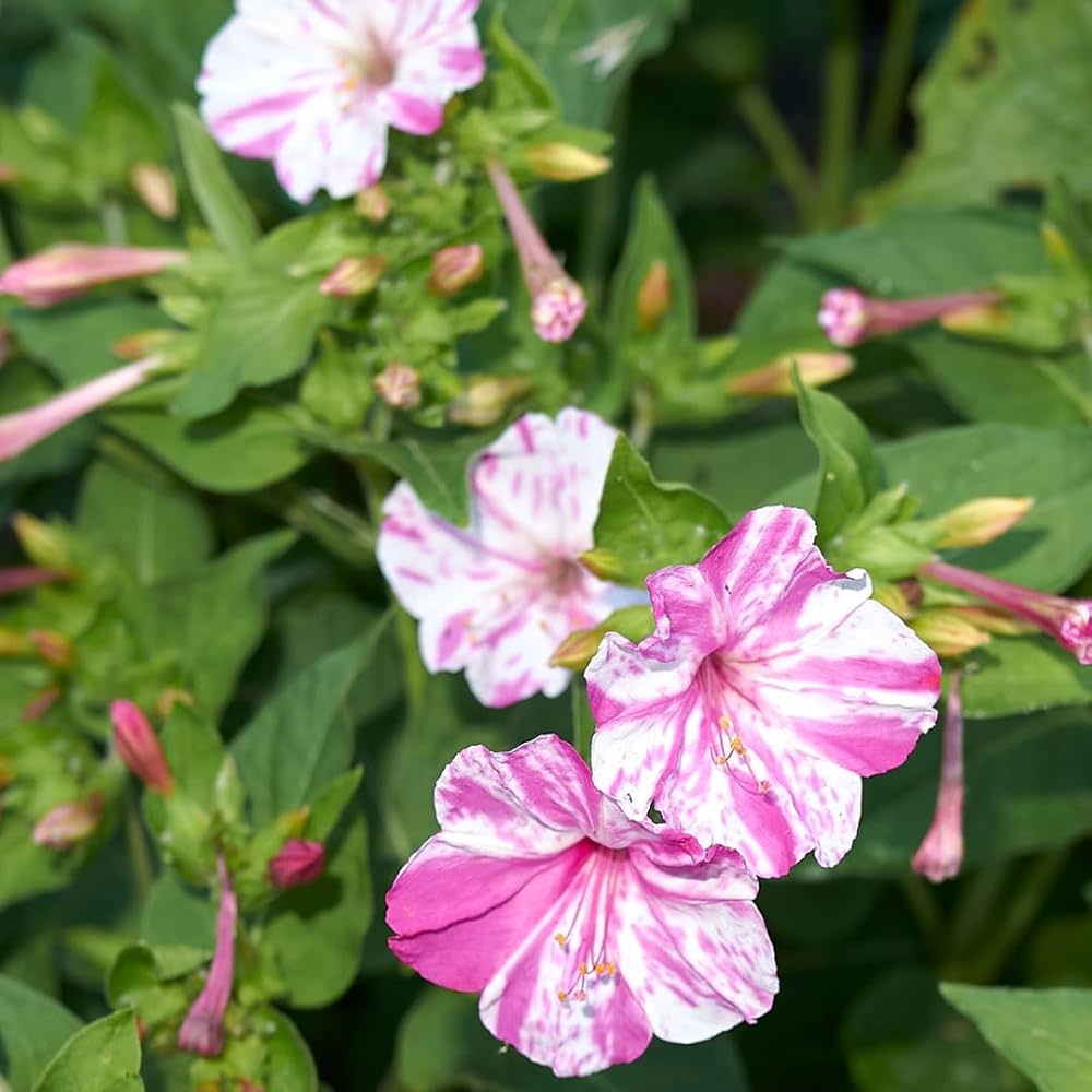 Pink White flower seeds