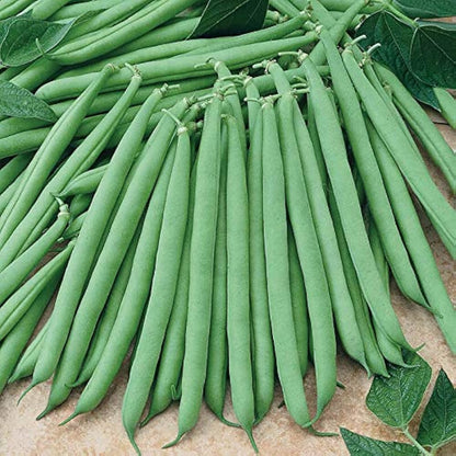 Bush Bean Seeds
