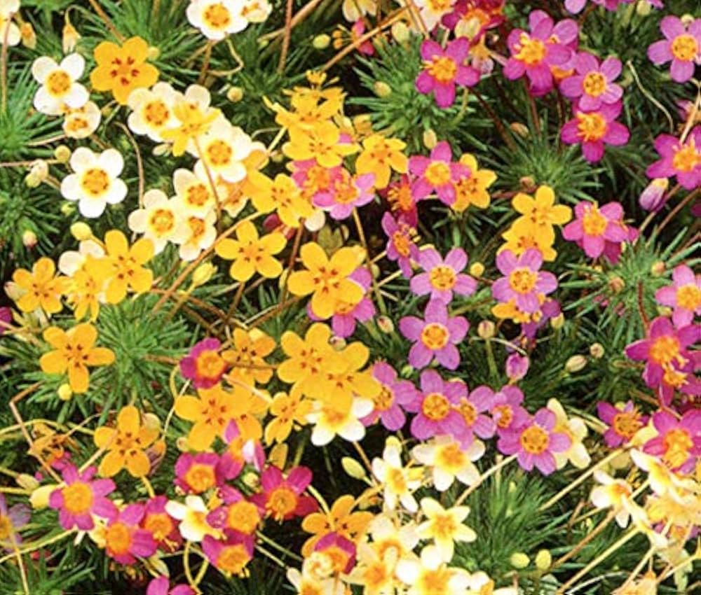 Leptosiphon flower seeds