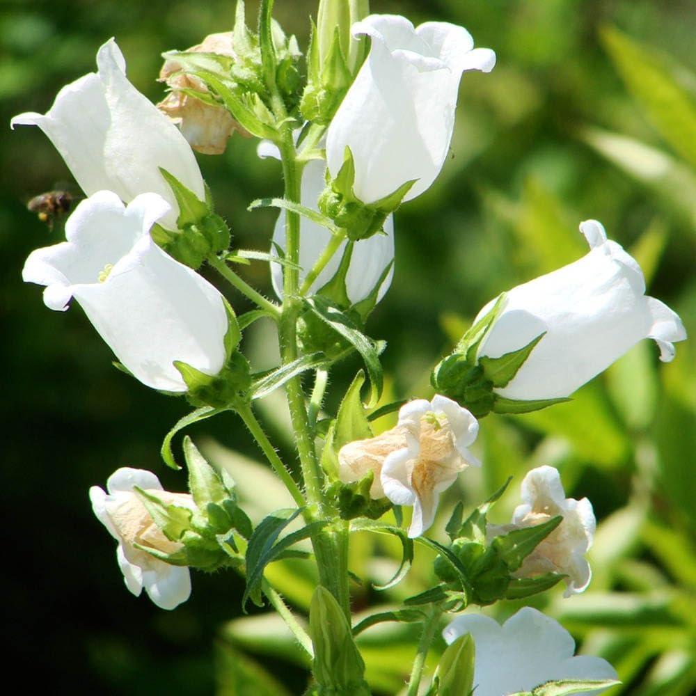 White Bellflower flower seeds