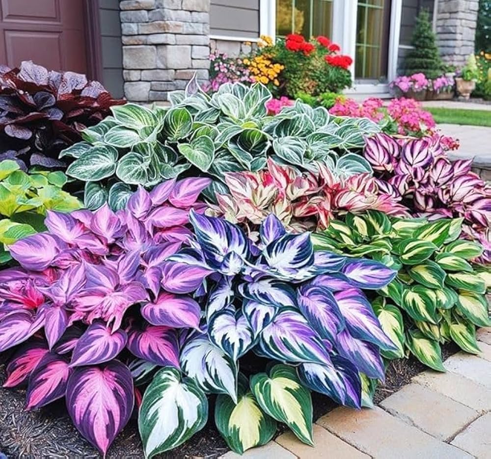 Hosta Perennial flower seeds