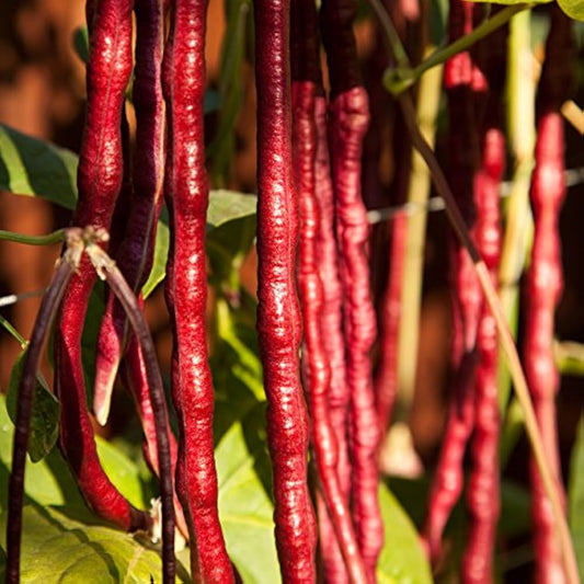 Red Long Bean Seeds
