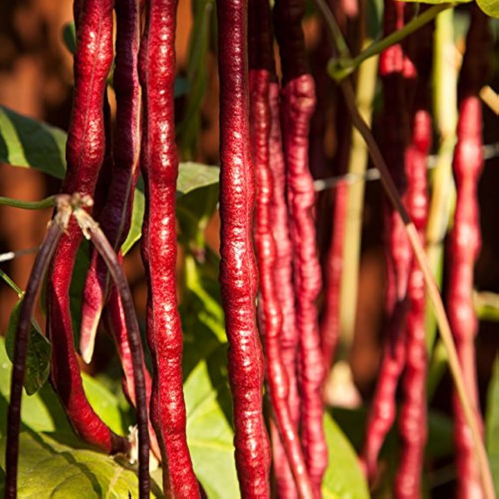 Red Long Bean Seeds