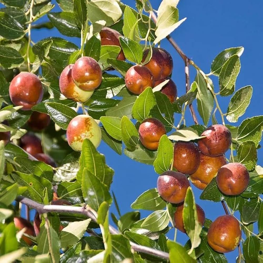 mixed jujube seeds
