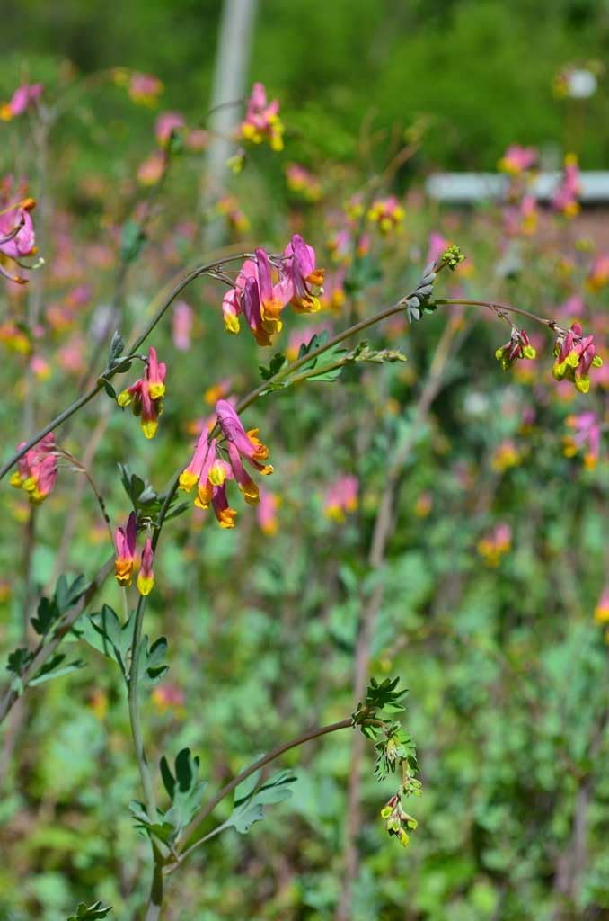 Corydalis Sempervirens flower seeds