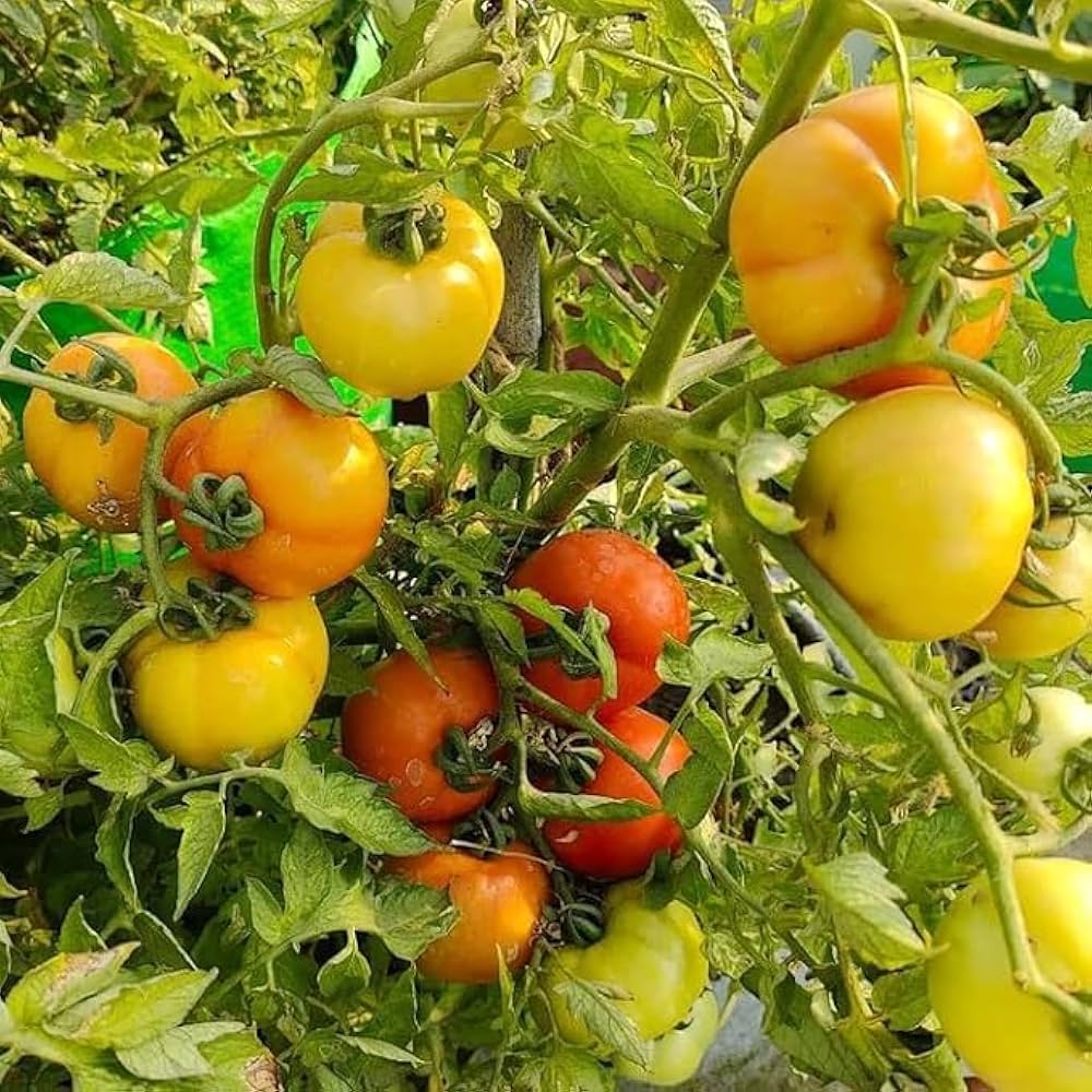Mixed Tomato Seeds
