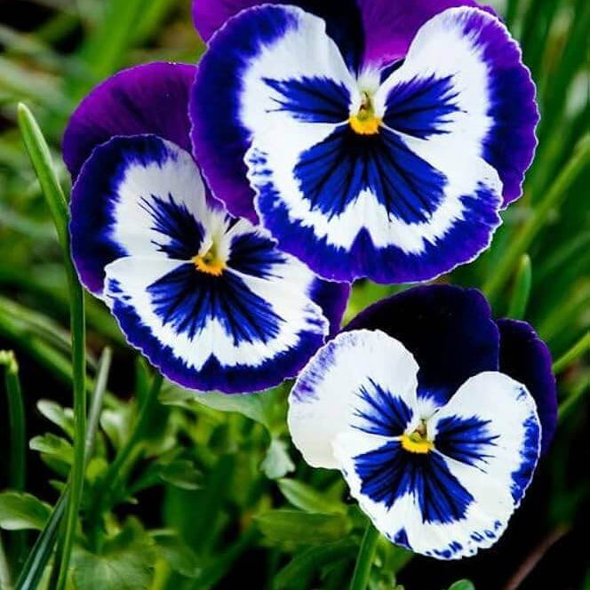 & White Pansy plant