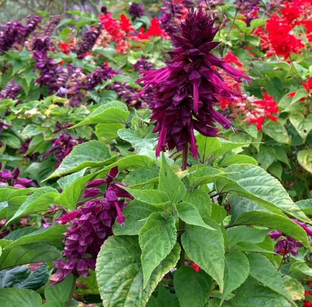 Salvia Splendens flower seeds