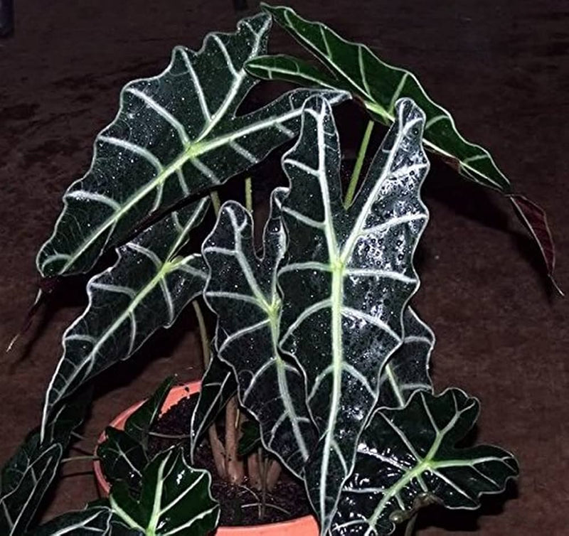 Alocasia Flower Seeds for Planting – Heirloom Non-GMO Garden Seeds