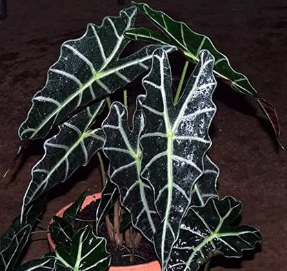 Alocasia Flower Seeds for Planting – Heirloom Non-GMO Garden Seeds