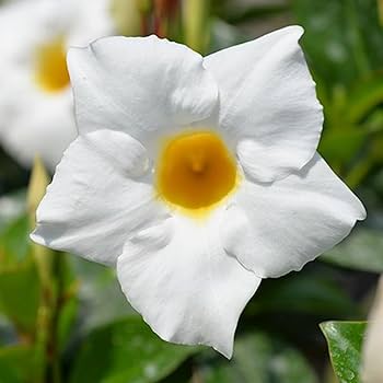 White Mandevilla flower seeds
