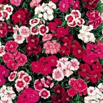 Dianthus Telstar flower seeds
