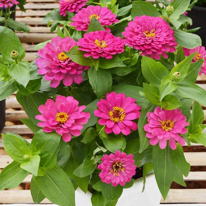 Deep Pink flower seeds