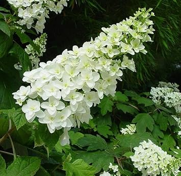 Quercifolia flower seeds