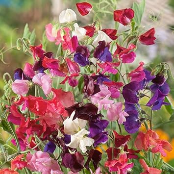 Pea flower seeds