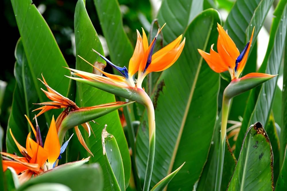 Orange Blue flower seeds