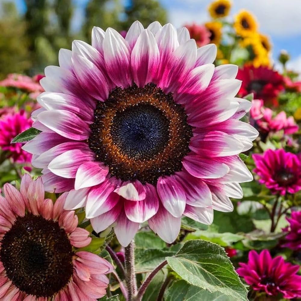 Pink White flower seeds