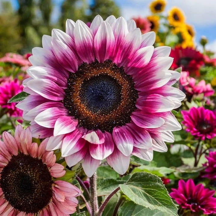 Rainbow Sunflower flower seeds