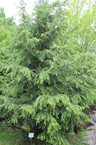 Tsuga Canadensis flower seeds