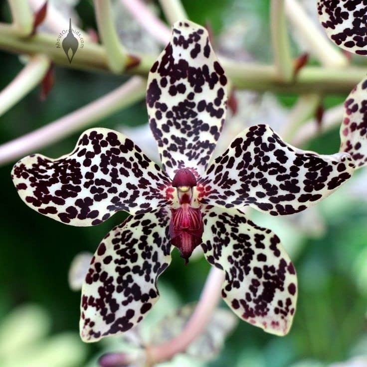 Japanese Tiger flower seeds