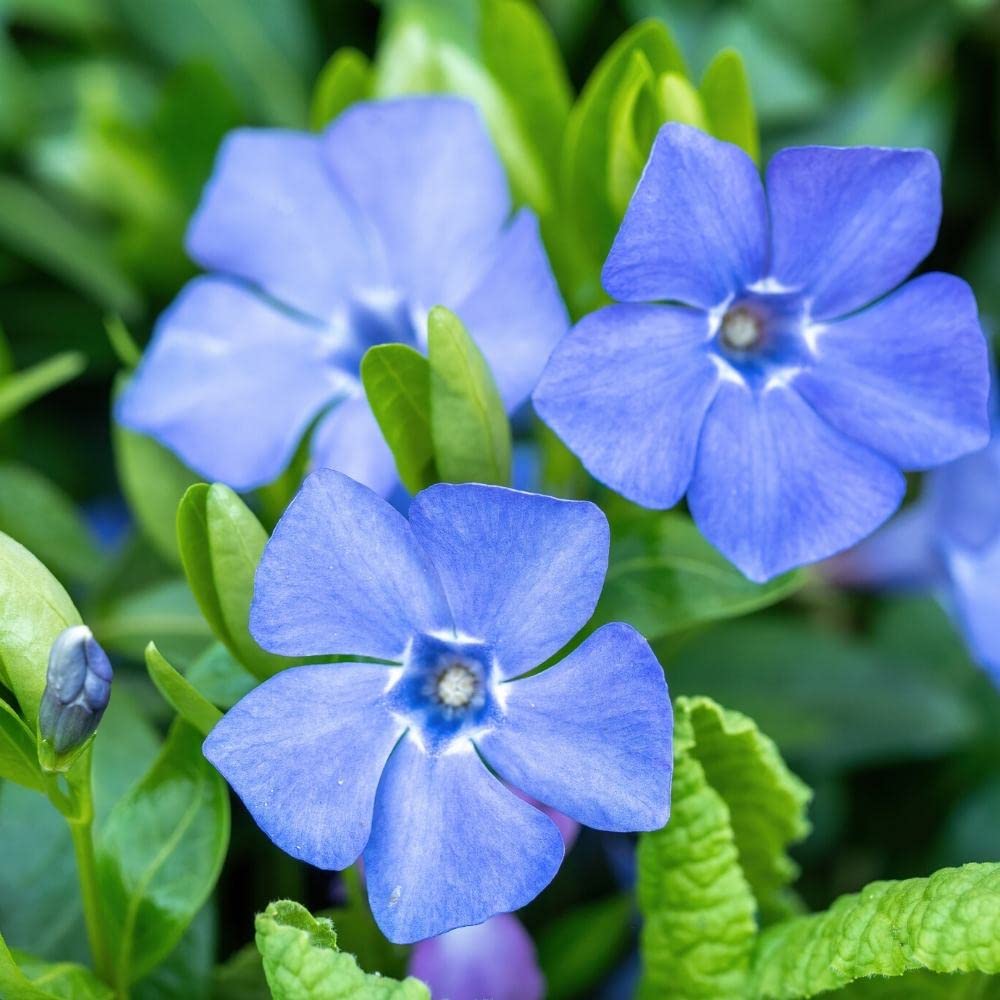 Blue Vinca flower seeds