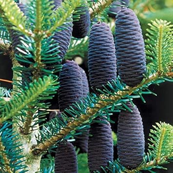 Violet Abies flower seeds