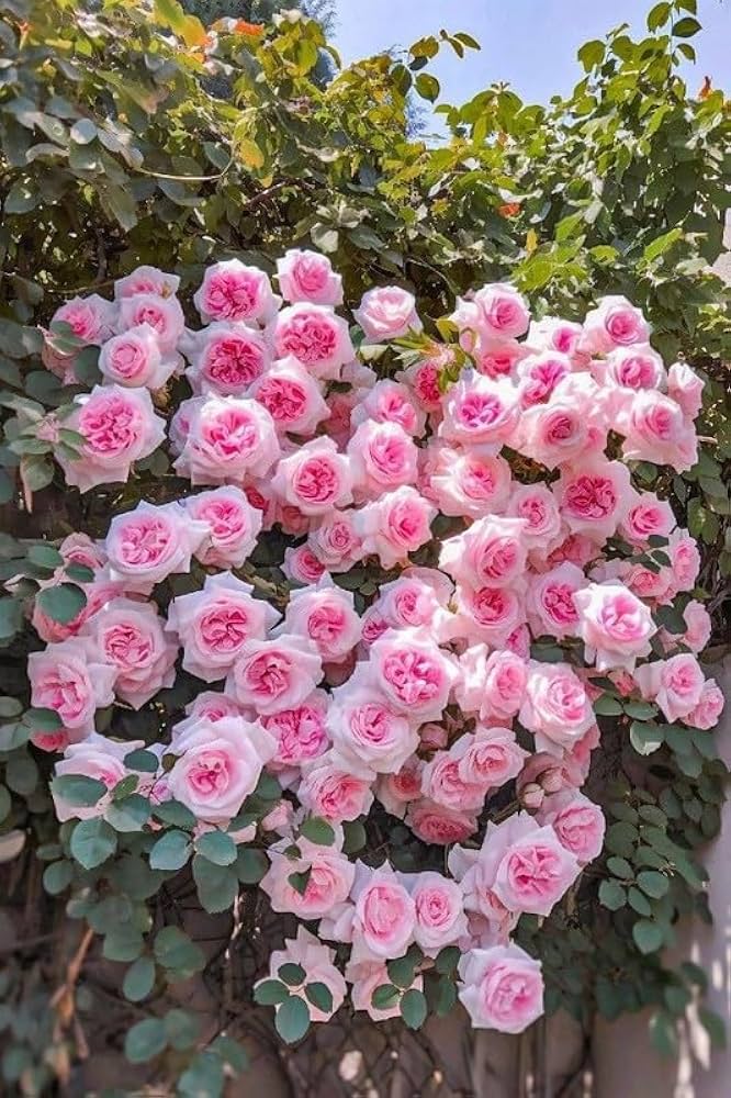 Light Pink flower seeds