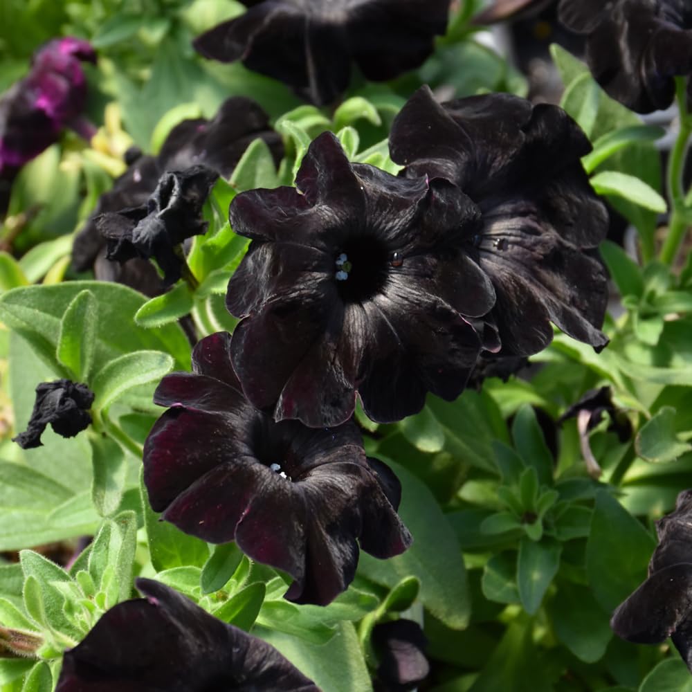 Black Pink flower seeds