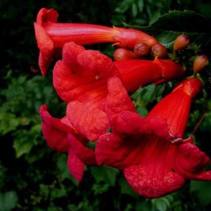 Hummingbird Trumpet Vine plant