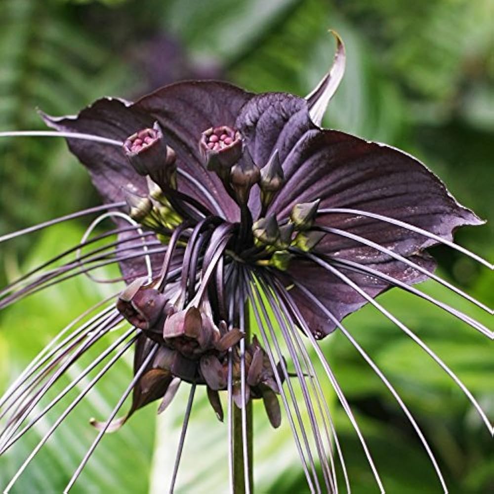 Black Tacca flower seeds