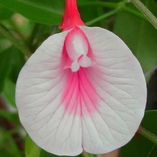White Pink flower seeds