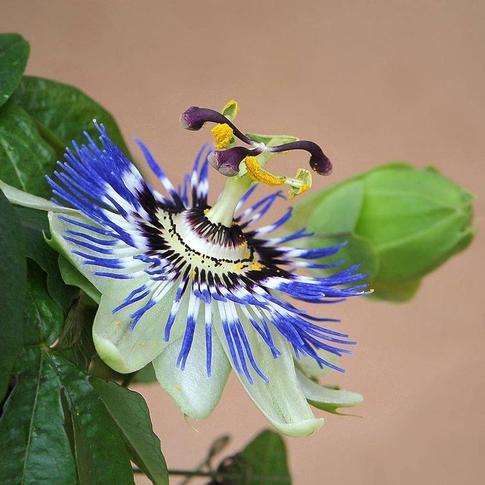 Passion flower seeds