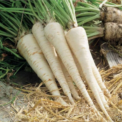 hamburg rooted parsley seeds