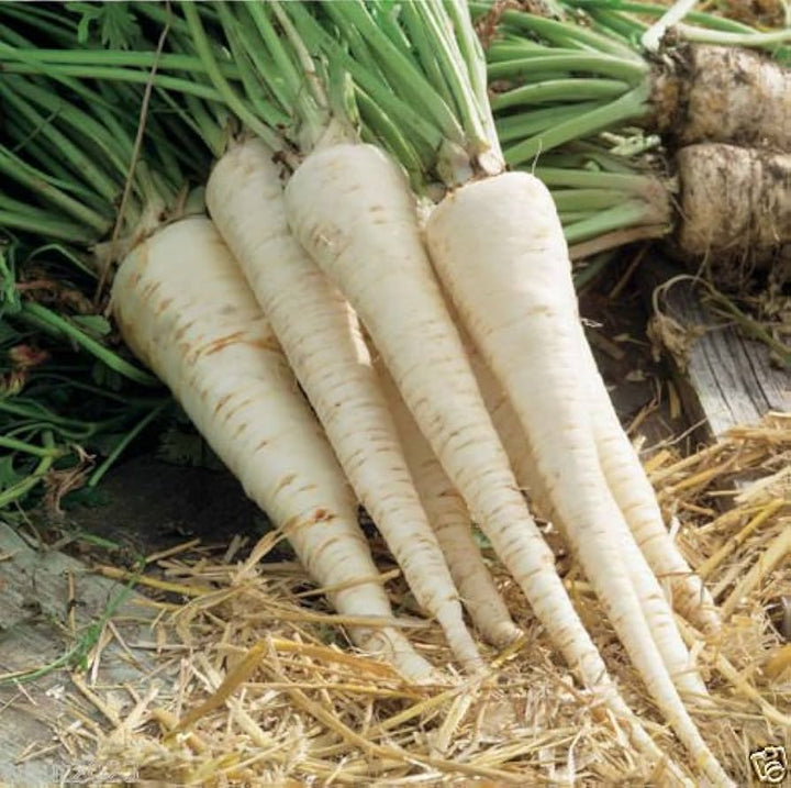 hamburg rooted parsley seeds