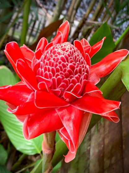 Torch Ginger flower seeds