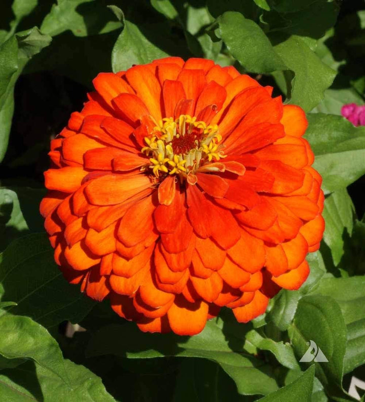 Zinnia Orange flower seeds
