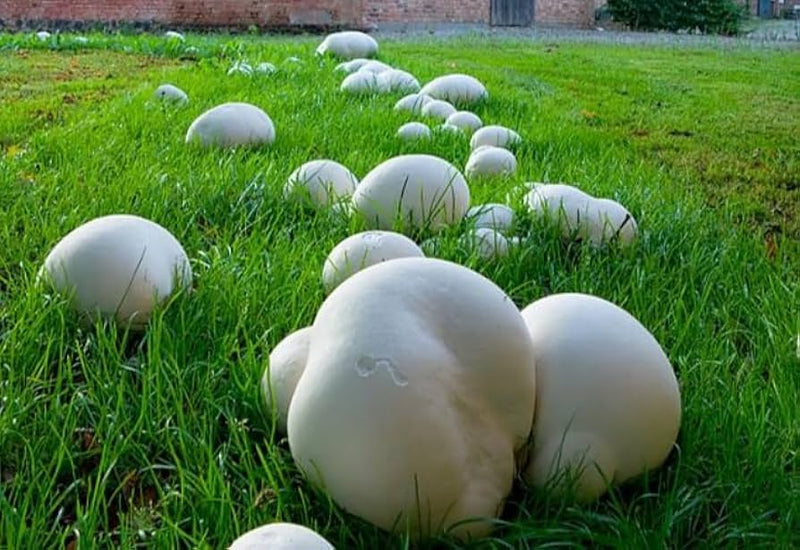 Puffball Mushroom Spores for Growing – Gourmet Mushroom Culture