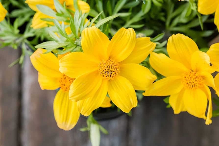 Bidens flower seeds