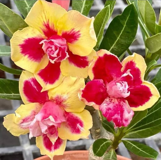 Yellow Red flower seeds