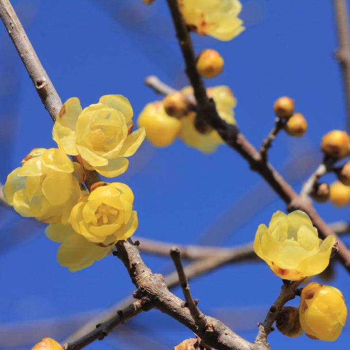 Wintersweet flower seeds