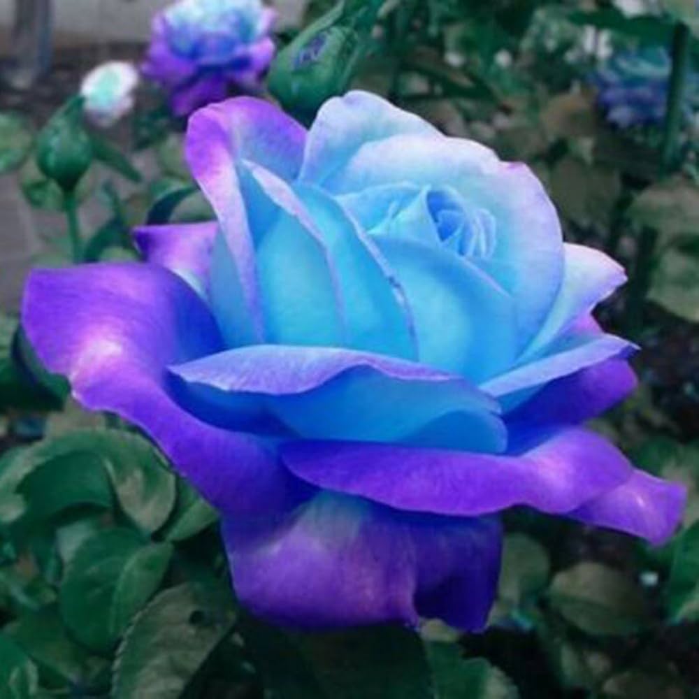 Rose flower seeds