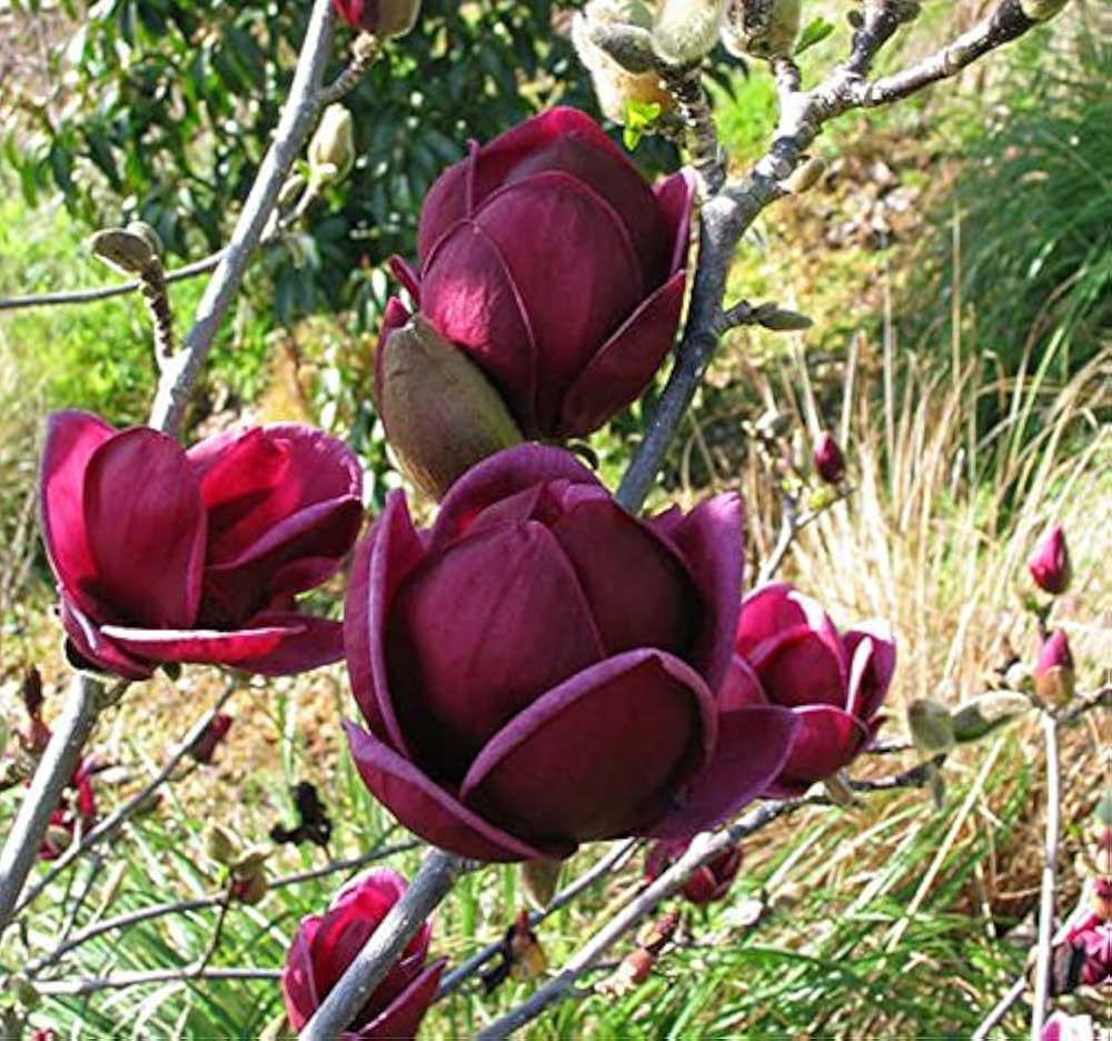Purple Yula flower seeds