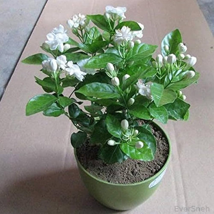 Jasmine Jasminum flower seeds