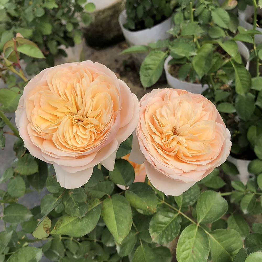 Juliet flower seeds