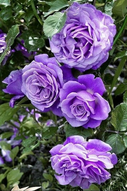 Climbing Rose Flower Seeds for Planting – Heirloom Non-GMO Garden Seeds