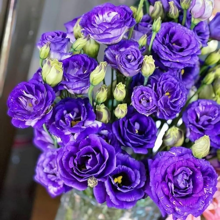 Violet Lisianthus flower seeds