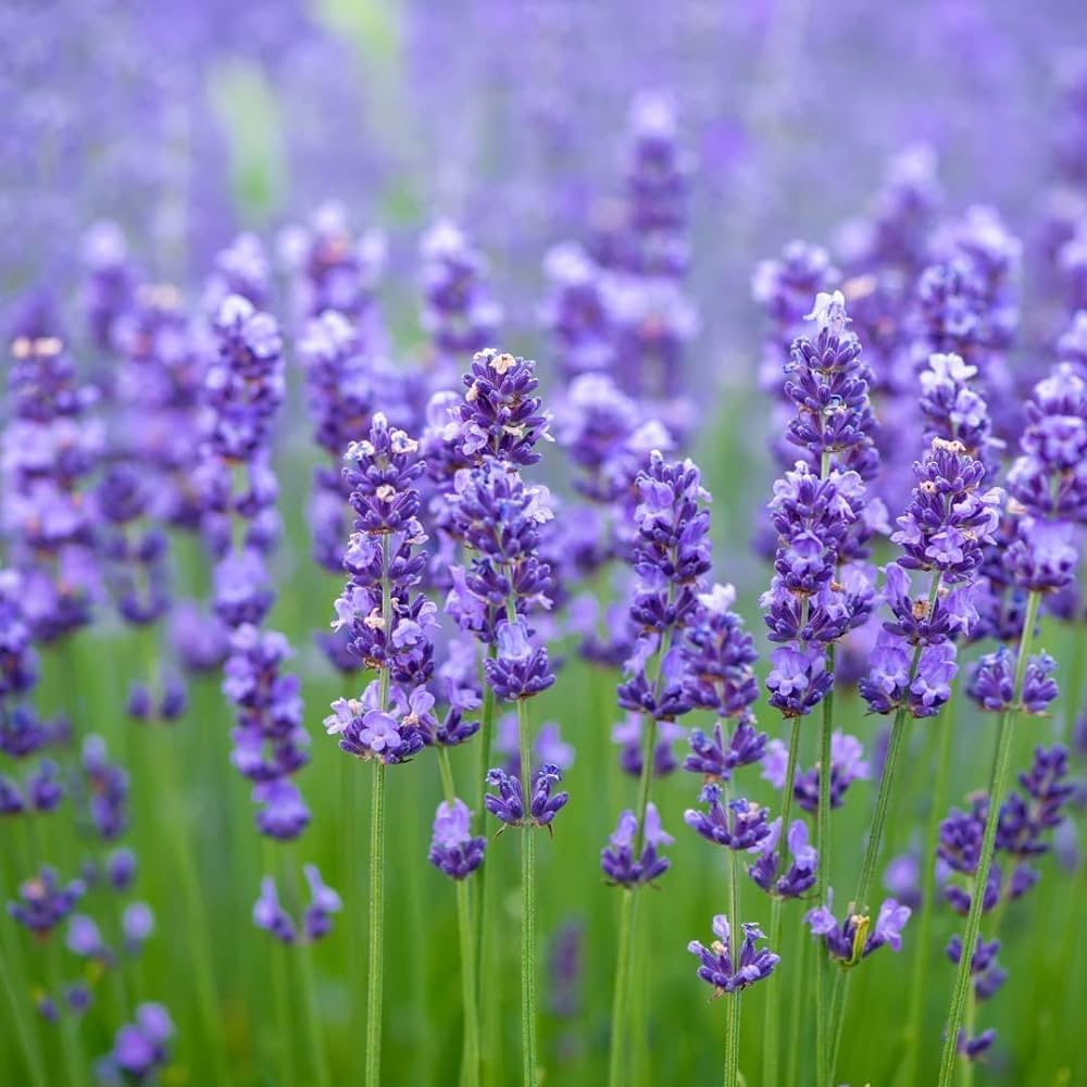 Violet Lavender flower seeds