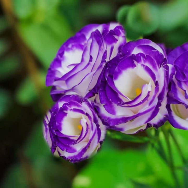 Violet White flower seeds